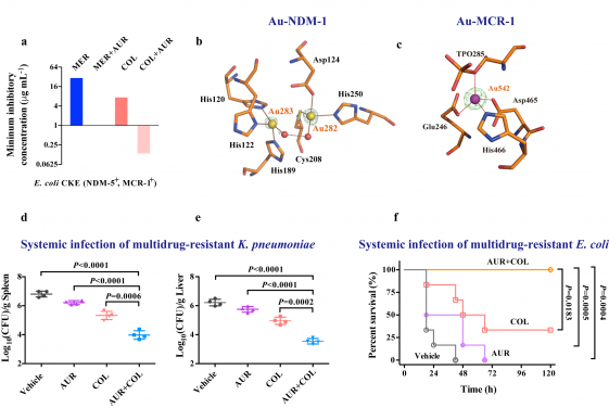 Image 1. (a) Minimum inhibitory concentration of MER or COL against E. coli CKE (MCR-1+, NDM-5+) in the absence or presence of AUR. (b) Structure of the active site of Au-NDM-1 (PDB ID: 6LHE) with the anomalous density peak of Au shown as yellow spheres and water molecules as red spheres. (c) Structure of the active site of Au-MCR-1-S (PDB ID: 6LI6) with the anomalous density peak of Au ion shown as a purple sphere. (d,e) Balb/c mice were given a sub-lethal dose of K. pneumoniae (MCR-1+) and received single dose of administration of vehicle, AUR, COL or their combination. Bacterial loads in the spleen (d) and liver (e) are shown. c, Survival curves showing combination efficacies in the peritonitis infection model. Balb/c mice were infected by a lethal dose of E. coli CKE (MCR-1+, NDM-5+) and received single dose of administration of vehicle, AUR, COL or their combination.
 